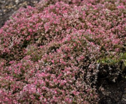 Steel the Show Stonecrop (Sedum steel 'The Show') -