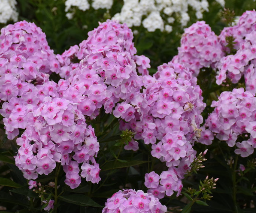 Luminary® 'Opalescence' Tall Garden Phlox (Phlox paniculata 'Luminary Opalescence') -
