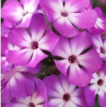 Flame® Pro Purple Garden Phlox (Phlox paniculata 'Flame Pro Purple') -
