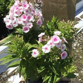 Flame® Pro Baby Doll Garden Phlox (Phlox paniculata 'Flame Pro Babydoll') -