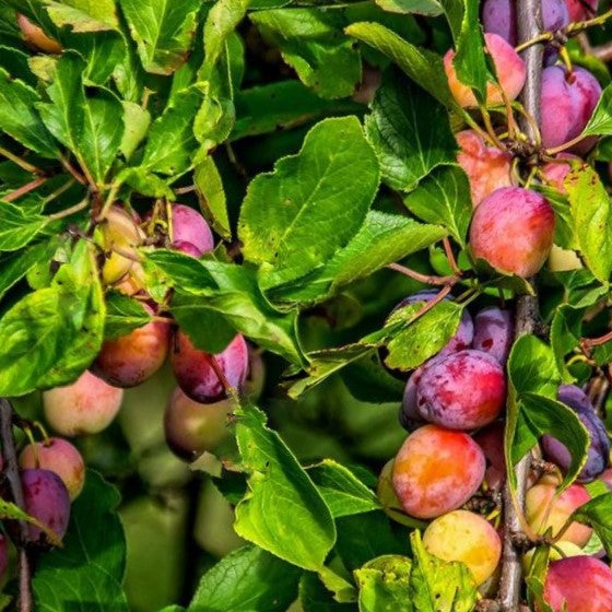 Santa Rosa Japanese Plum (Prunus 'Fruit Santa Rosa Jap. Plum') - 2 gallon 36"