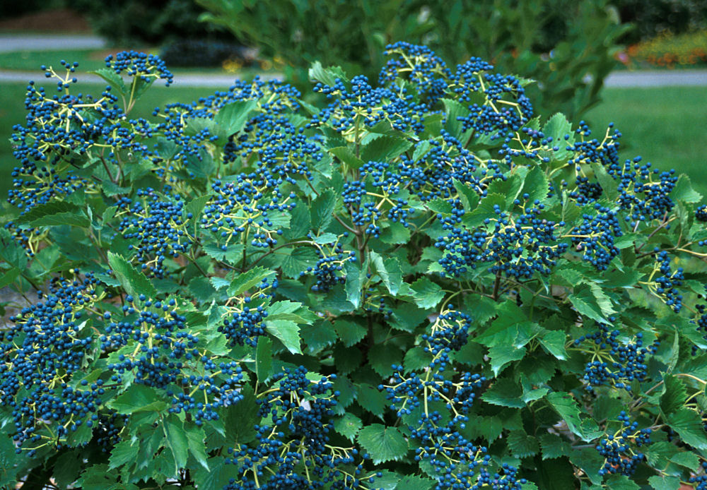 Blue Muffin® Arrowwood Viburnum (Viburnum dentatum 'Christom') - QT