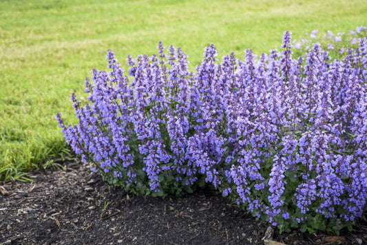 Cat's Pajamas Catmint (Nepeta x 'Cats Pajamas') - QT