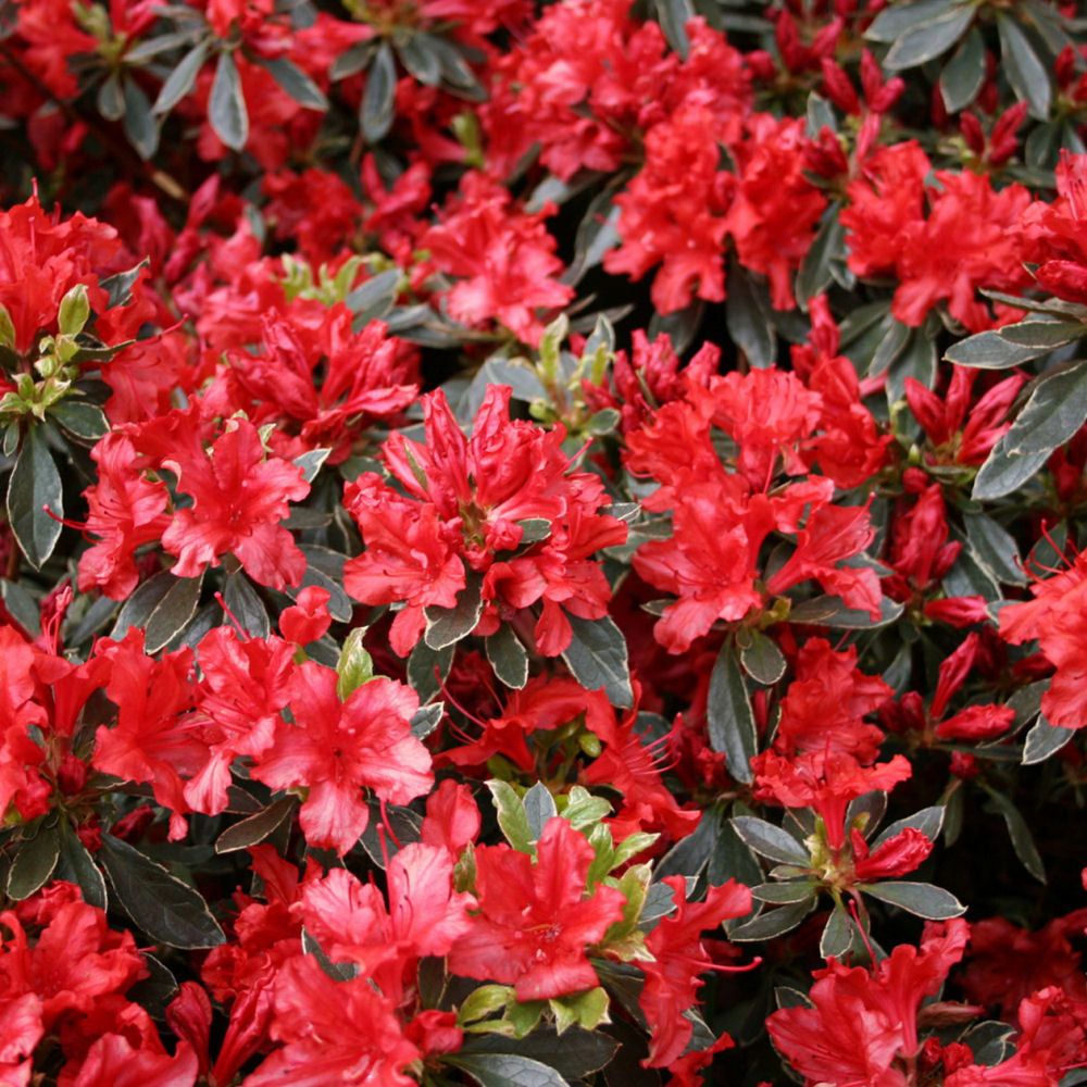 Hot Shot Azalea (Azalea x 'Girard Hot Shot') - 1 gallon