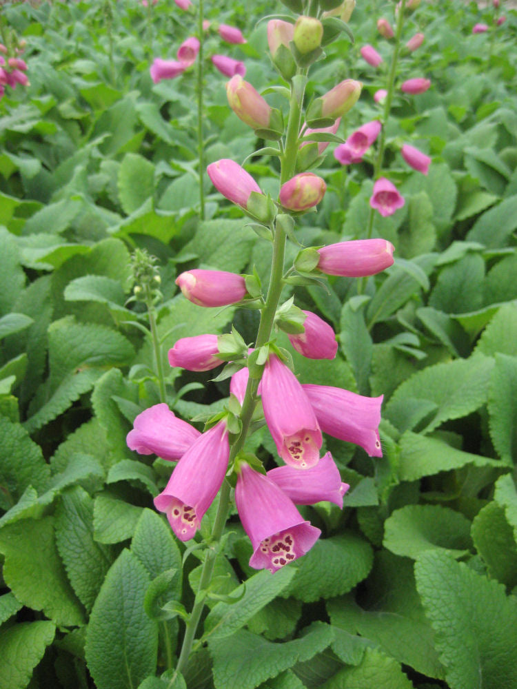 Camelot Rose Foxglove (Digitalis x 'Camelot Rose') - 1 gallon