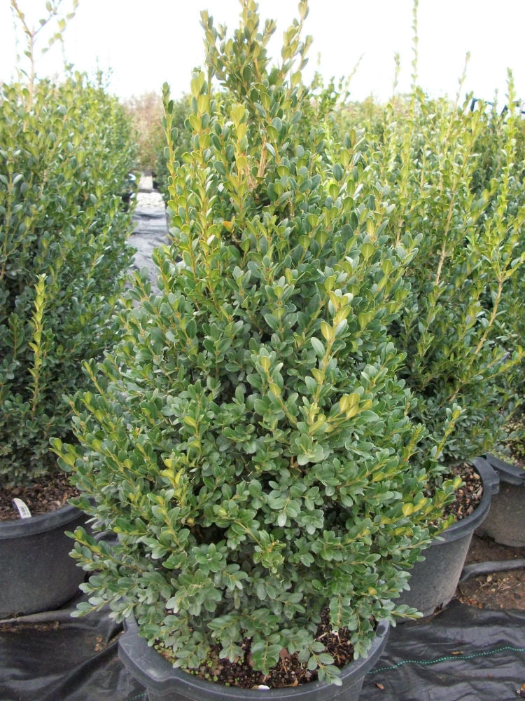 Green Mountain Boxwood (Buxus microphylla 'Green Mountain') - QT