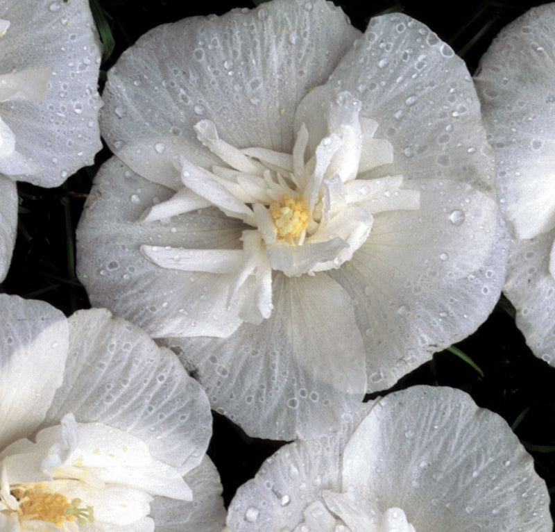 White Chiffon® Rose of Sharon (Hibiscus syriacus 'Notwoodtwo') - 1 gallon