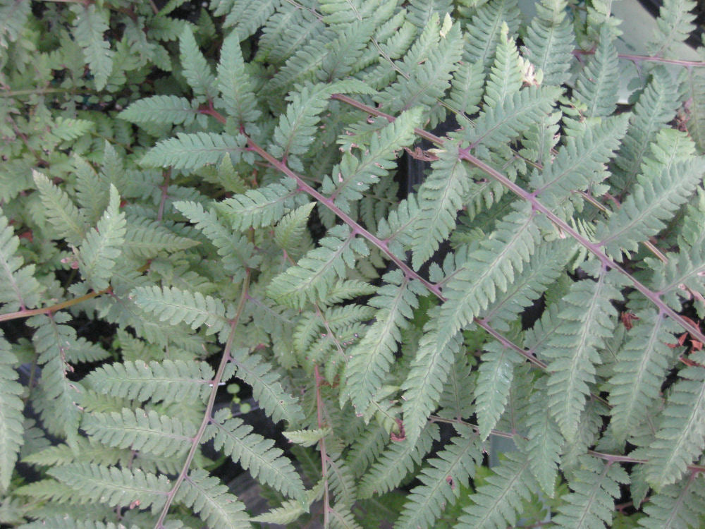 Burgundy Lace Painted Fern (Athyrium niponicum 'Burgundy Lace') - 1 gallon