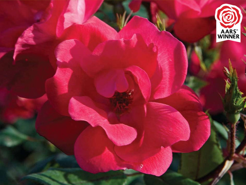 Red Knock Out® Rose (Rosa K.O 'Radrazz') - 3 gallon