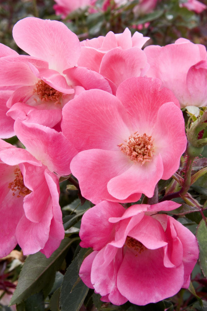 Pink Knock Out® Rose (Rosa K.O 'Radcon') - 3 gallon