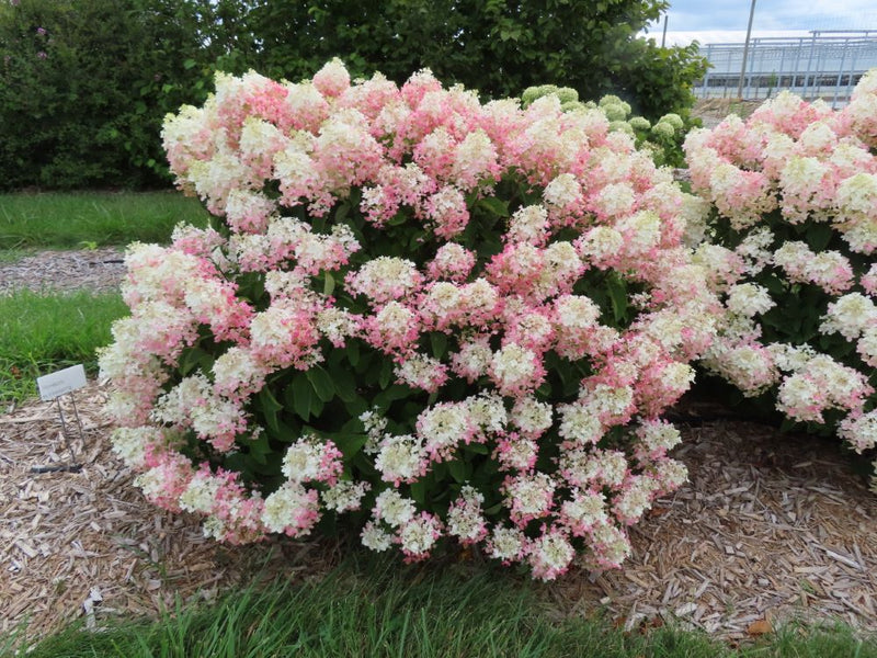 French Manicure™ Hydrangea Paniculata (Hydrangea paniculata 'Bailpantwo' ) - 3 gallon