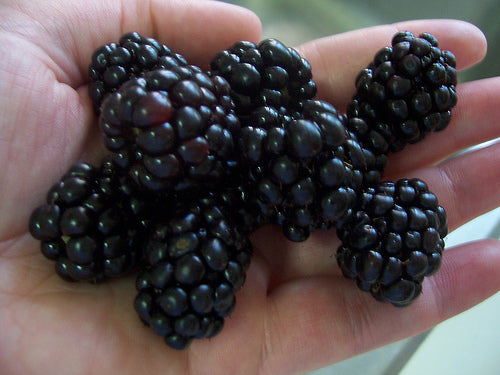 Triple Crown Thornless Blackberry (Rubus fruticosus 'Triple Crown') - 1 gallon 10"