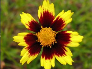 Big Bang™ Cosmic Eye Coreopsis (Coreopsis x 'Cosmic Eye') - 1 gallon