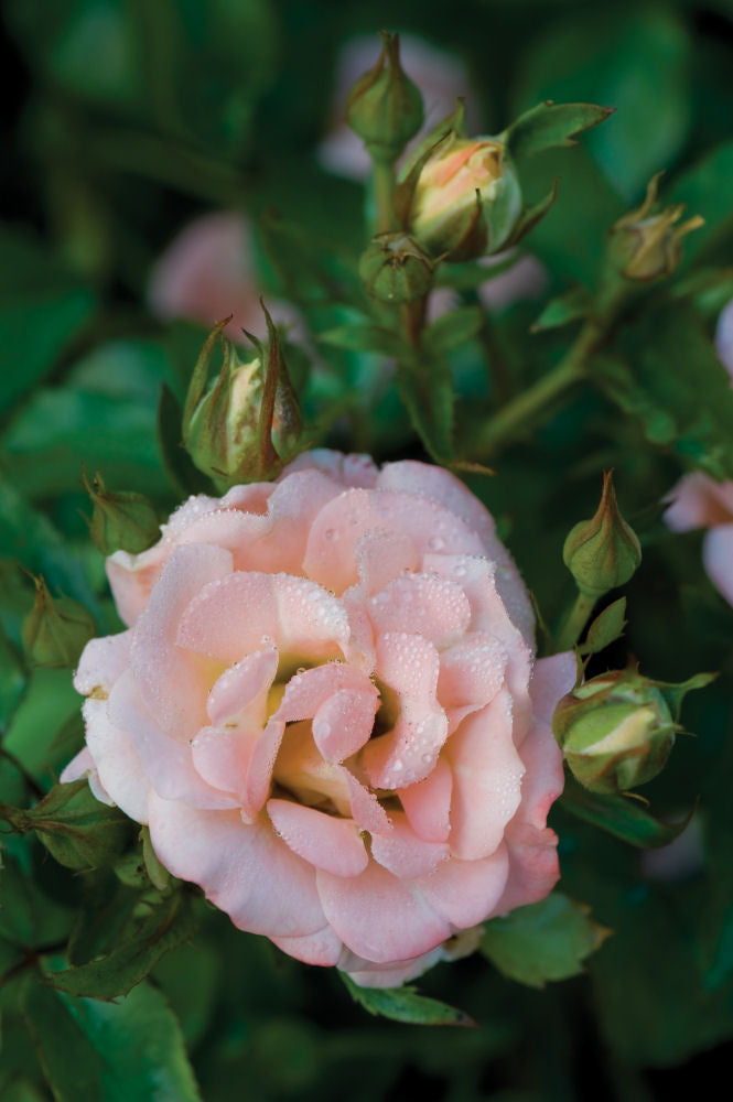 Peach Drift® Rose (Rosa 'Drift Meiggili') - 2 gallon