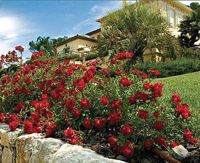 Red Drift® Rose (Rosa 'Drift Meigalpio') - 1 gallon
