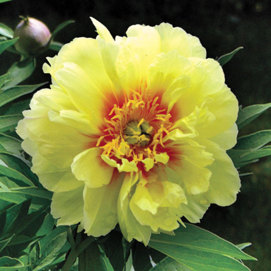 Bartzella Itoh Peony (Paeonia x 'Bartzella') - 2 gallon