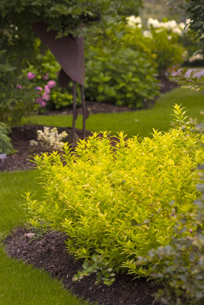 Chardonnay Pearls® Deutzia (Deutzia gracilis 'Chardonnay Pearls') - 2 gallon 10"