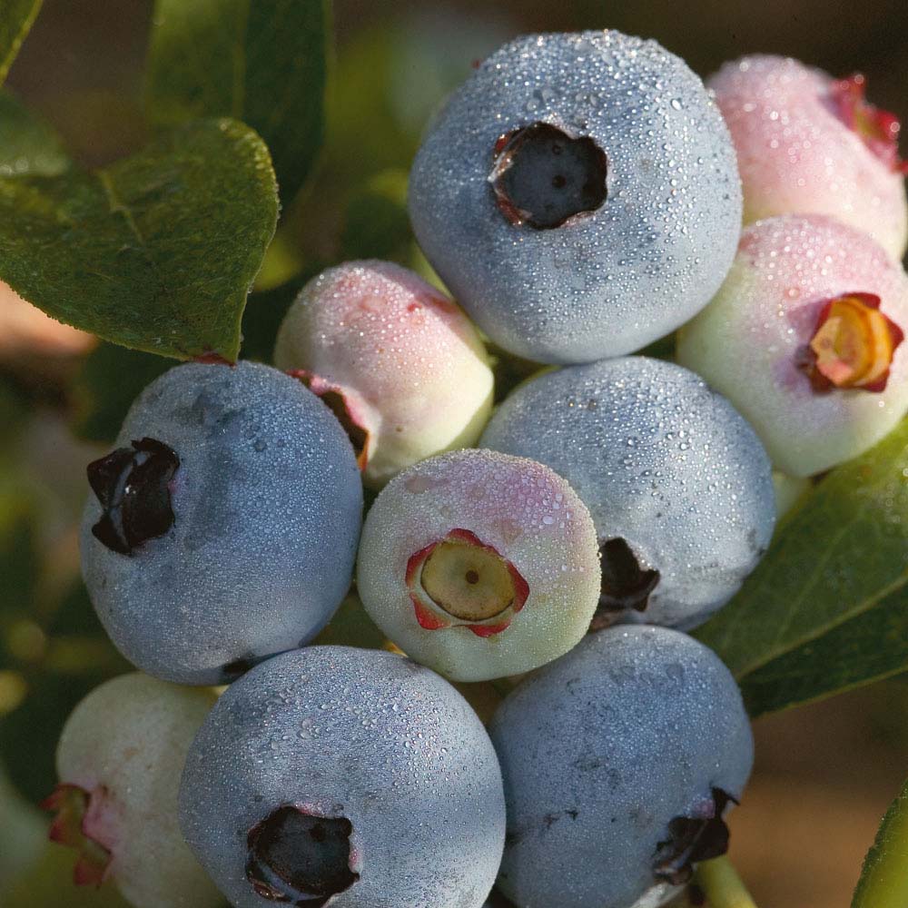 Chandler Highbush Blueberry (Vaccinium chandler 'Chandler') - 3 gallon 15"