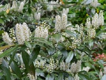 Chestnut Hill Cherry Laurel (Prunus L 'Chestnut Hill') - 2 gallon 15"