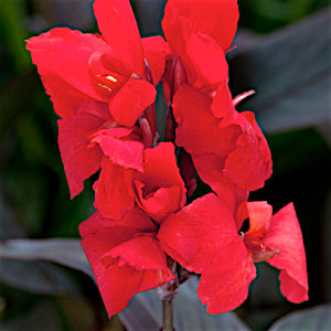 Cannova® Bronze Scarlet Canna (Canna cannova 'Bronze Scarlet') - 1 gallon