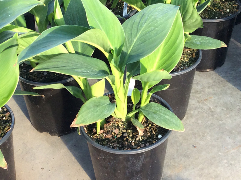 Cannova® Yellow Canna (Canna cannova 'Yellow') - 1 gallon