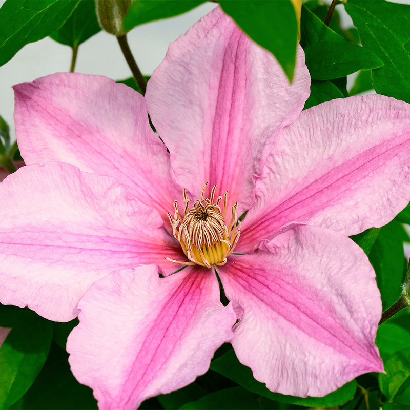 Sally™ Clematis (Clematis sally) - 1 gallon