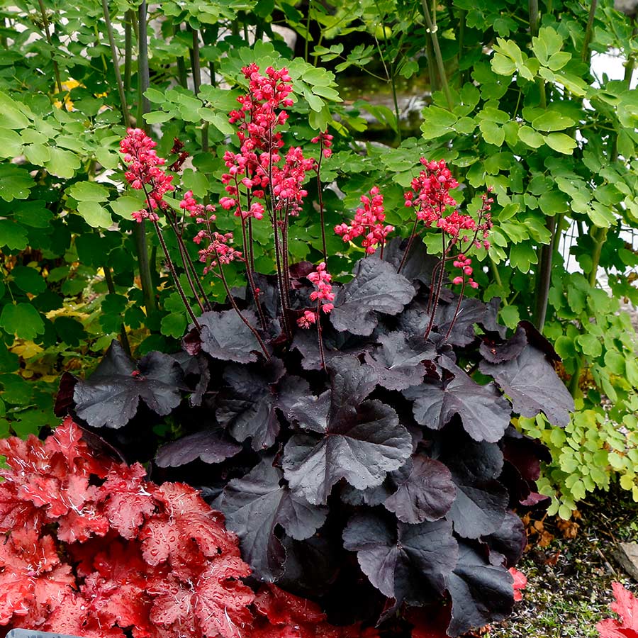 Black Forest Cake Coral Bells (Heuchera 'Black Forest Cake') - 1 gallon