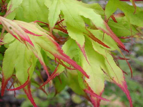 Tsuma Gaki Japanese Maple (Acer palmatum 'Tsuma Gaki') - 3 gallon 18-24"
