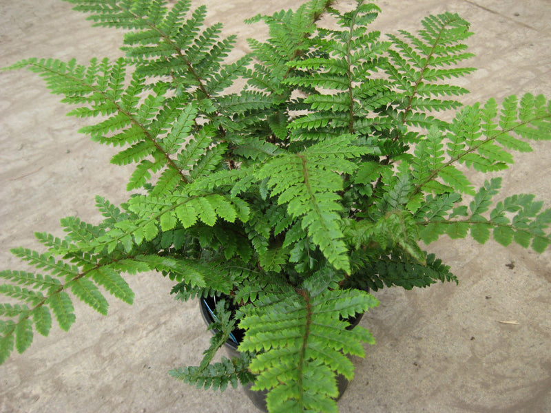 Tassel Fern (Polystichum polyblepharum 'Tassel') - QT