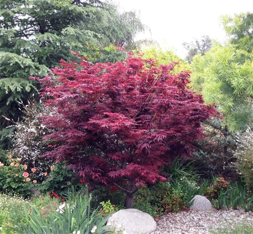 Red Leaf Japanese Maple (Acer palmatum 'Atropurpurea') - 3 gallon 24-30"