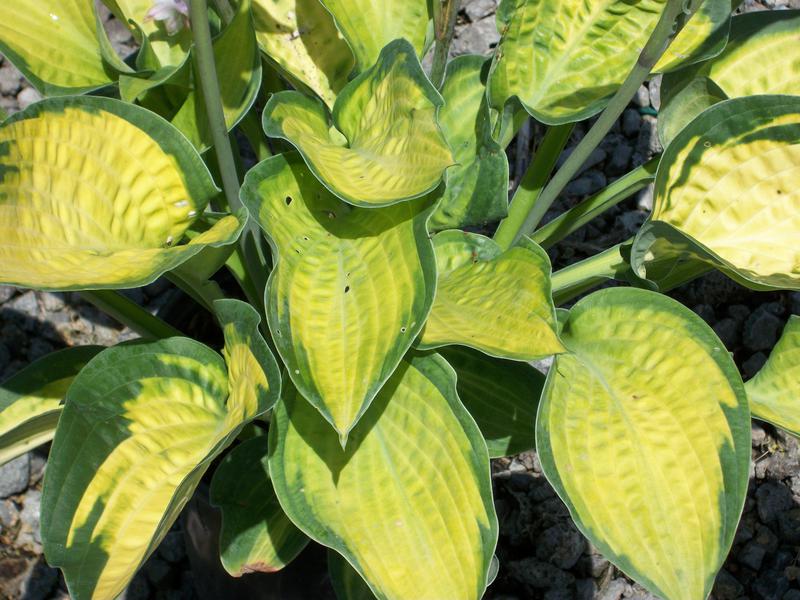 Paul’s Glory Plantain Lily (Hosta pauls 'Glory') - 1 gallon