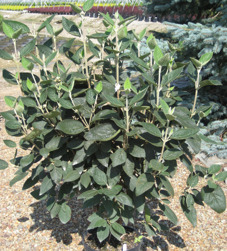 Allegany Viburnum (Viburnum rhytidophyllum 'Alleghany') - 3 gallon 18-24"