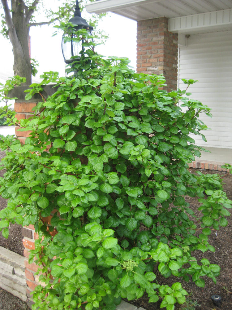 Climbing Hydrangea (Hydrangea 'Petiolaris') - 1 gallon