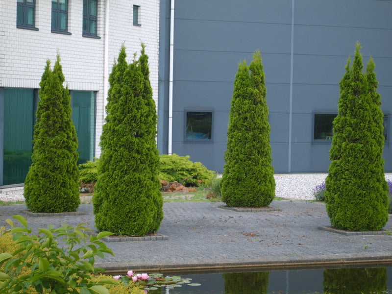 Emerald Green Arborvitae (Thuja occidentalis 'Smaragd') - 2 gallon 18"