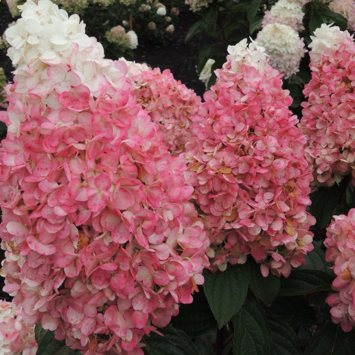 Magical® Ruby Snow Hydrangea  (Hydrangea 'P Ruby Snow') - 1 gallon