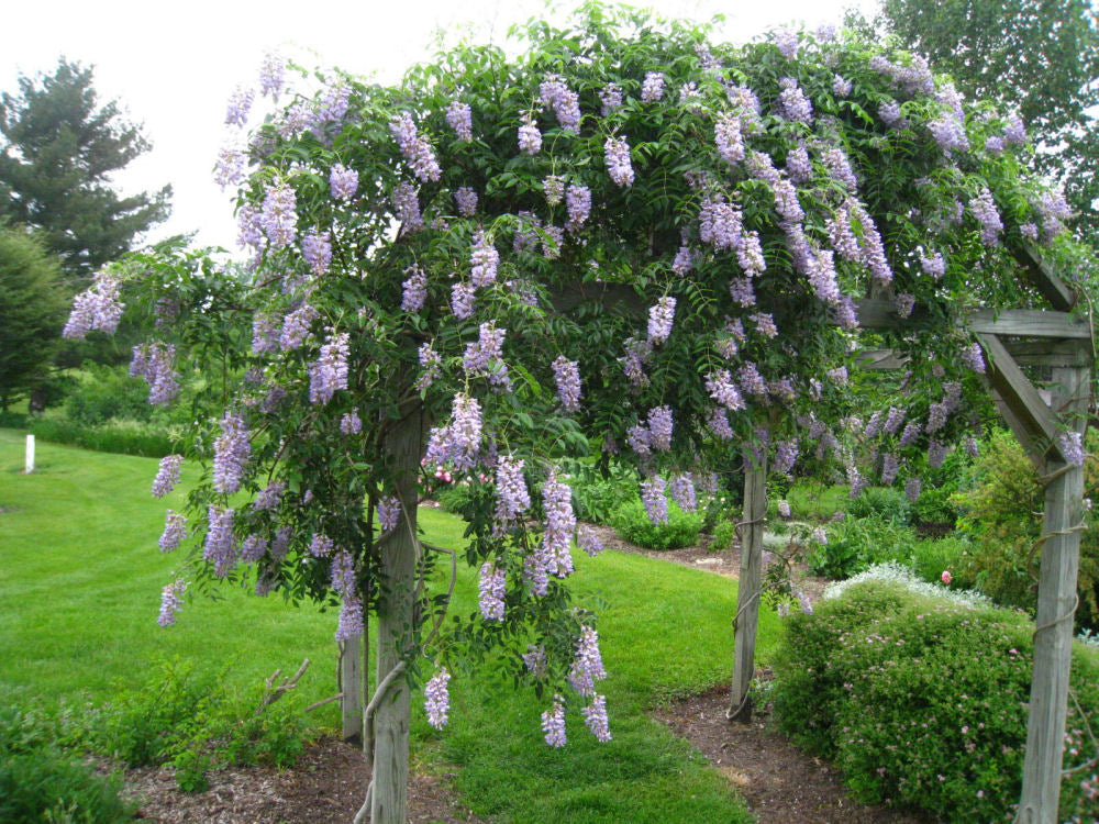 Blue Moon Wisteria (Wisteria macrostachya 'Blue Moon') - 3 gallon 30" TRELLIS