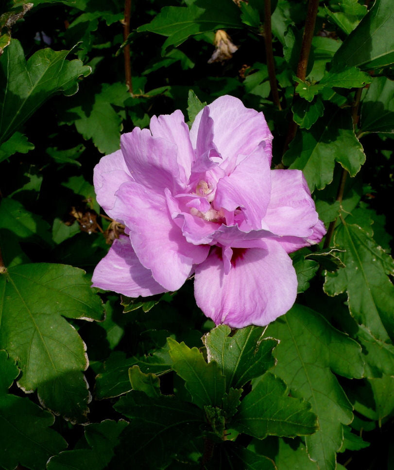 Ardens Rose of Sharon (Hibiscus syriacus 'Ardens') - 1 gallon