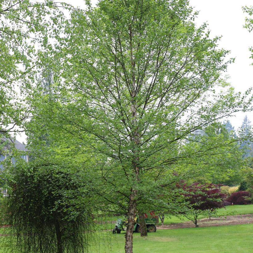 City Slicker® River Birch (Betula nigra 'City Slicker') - 3 gallon