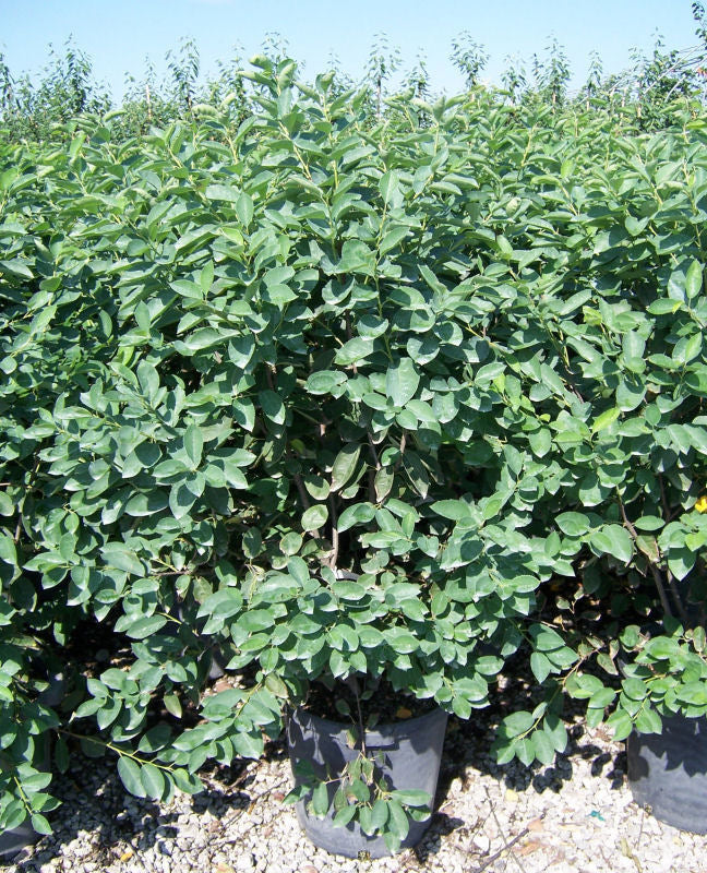 Autumn Brilliance® Serviceberry (Amelanchier x grandiflora 'Autumn Brilliance') - 3 gallon 36"