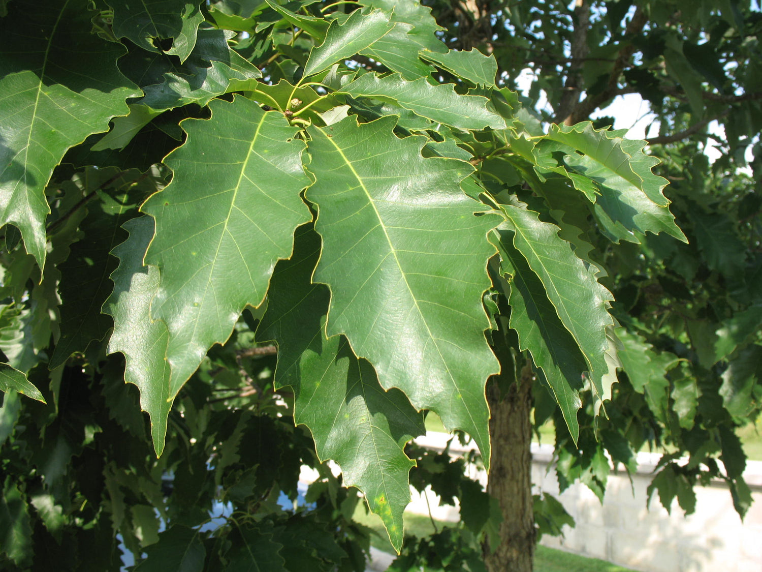 Chinkapin Oak (Quercus muehlenbergii) - 3 gallon 36-60"