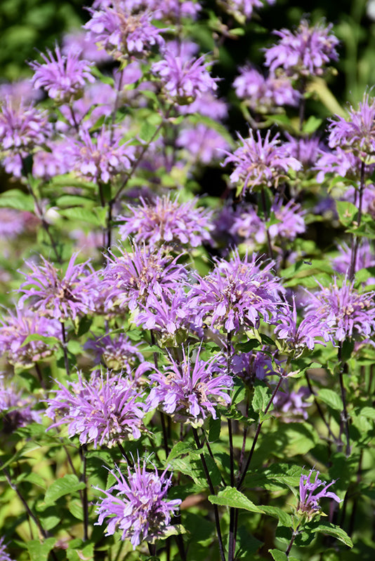Blue Stocking Bee Balm (Monarda D 'Blue Stocking') - 1 gallon