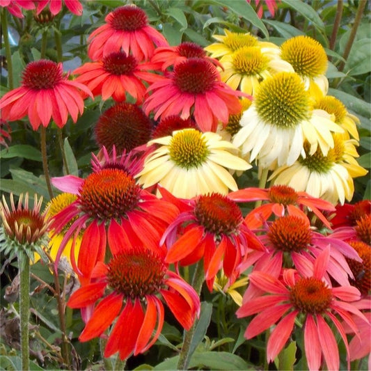 Cheyenne Spirit Coneflower (Echinacea cheyenne 'Spirit') - half gallon