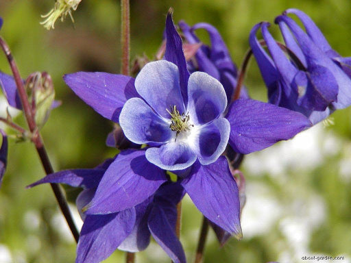Winky Purple & White Columbine (Aquilegia 'Winky Purple & White') - 1 gallon