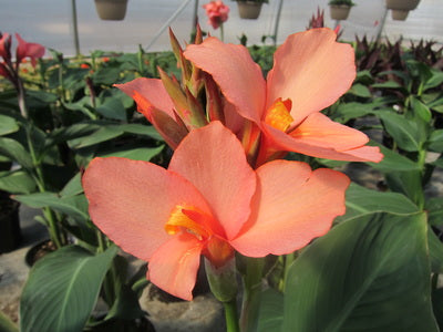Cannova® Mango Canna (Canna cannova 'Mango') - 1 gallon