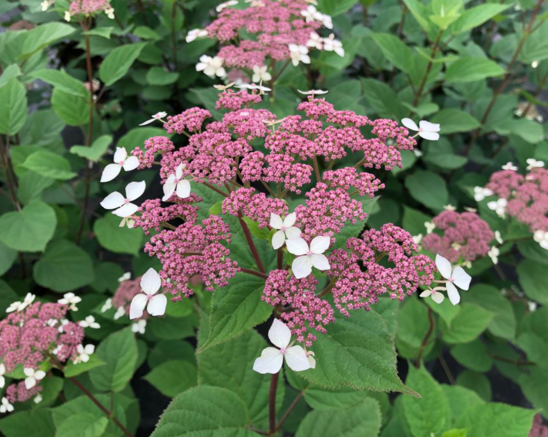 Invincibelle Lace® Smooth hydrangea (Hydrangea arborescens 'Invincibelle Lace') - 1 gallon