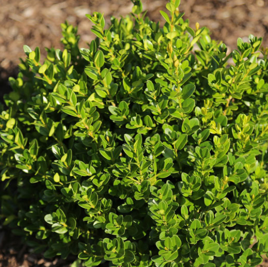 Little Missy Boxwood (Buxus microphylla 'Little Missy') - 3 gallon 10-12"