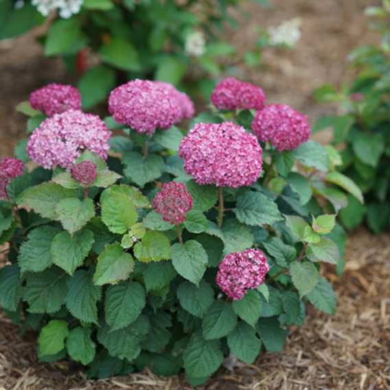 Invincibelle Mini Mauvette® Smooth hydrangea (Hydrangea arborescens 'Invincble Mini Mauvette') - 3 gallon