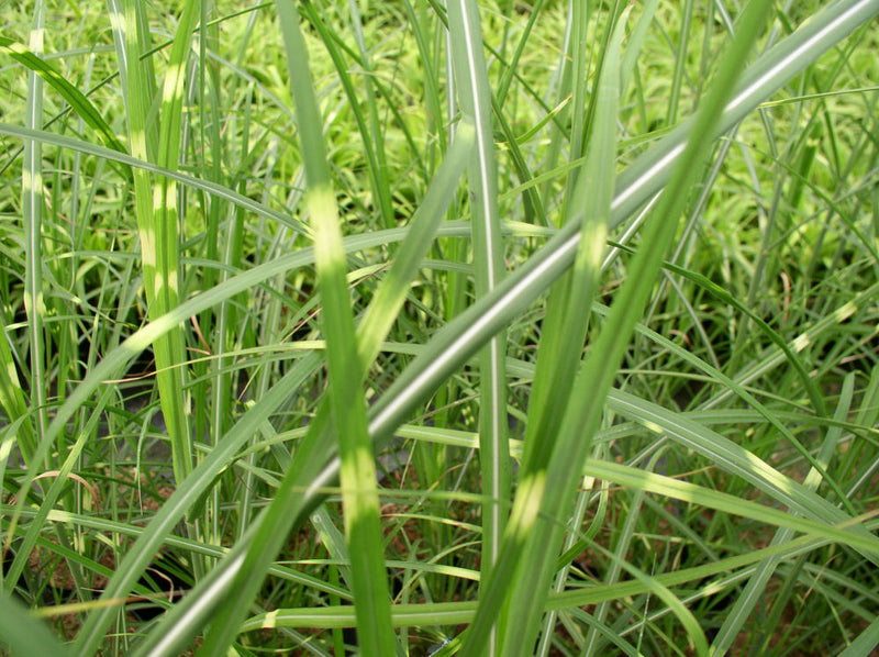 Zebra Grass (Miscanthus sinensis 'Zebrinus') - 2 gallon
