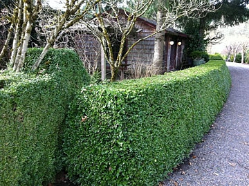 Green Beauty Boxwood (Buxus microphylla 'Green Beauty') - 3 gallon 12"