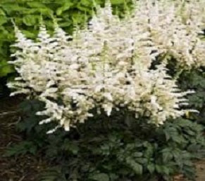 Vision In White Astilbe (Astilbe vision 'In White') - 1 gallon